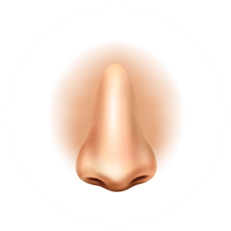 Nose