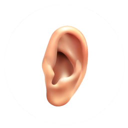 Ear